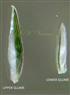  Glumes